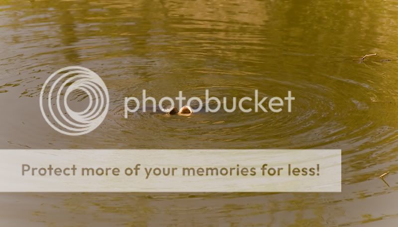 Fotografie