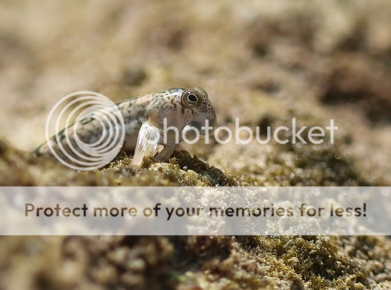 Fotografie