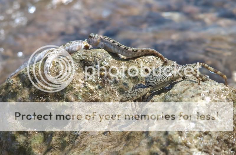 Fotografie