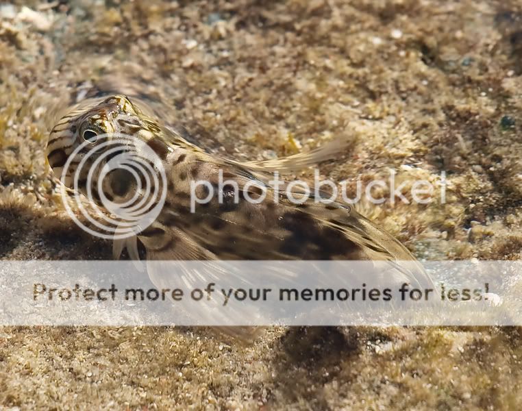 Fotografie