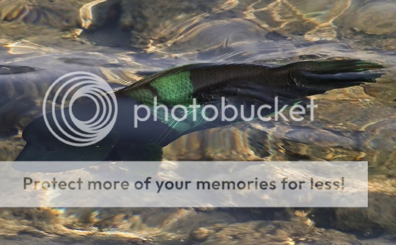 Fotografie