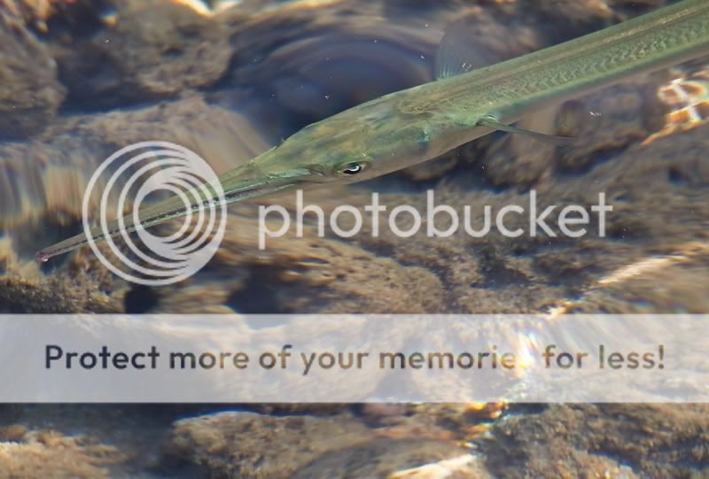 Fotografie
