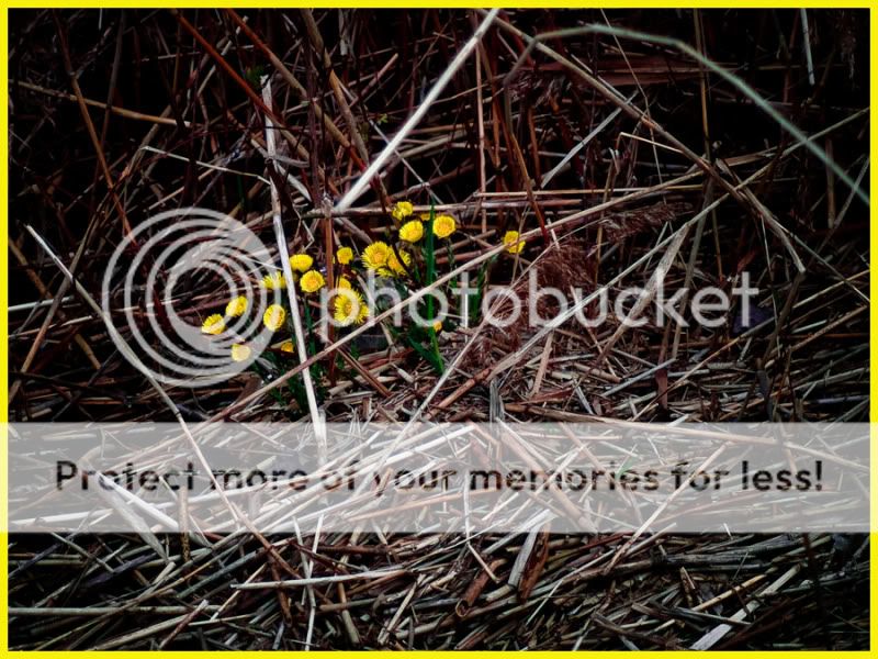 Fotografie