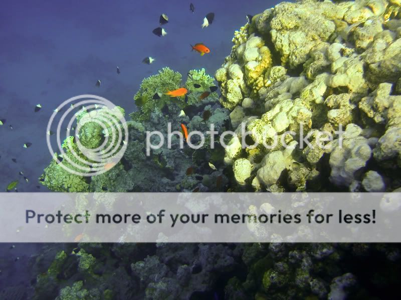 Fotografie