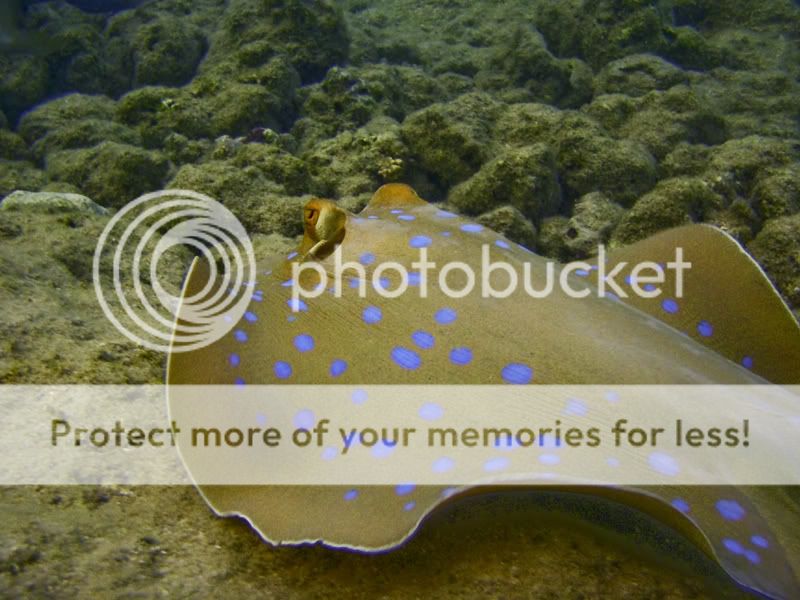 Fotografie