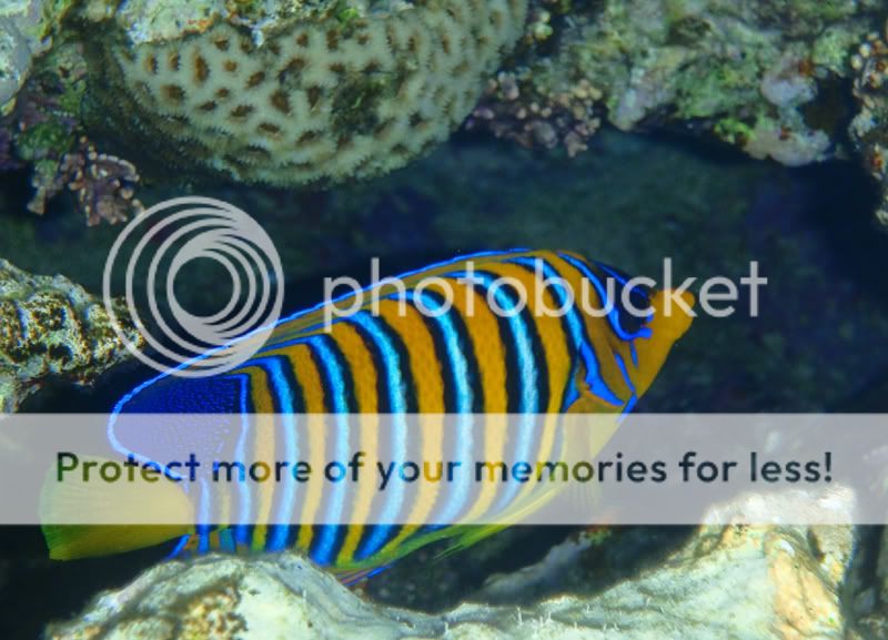 Fotografie