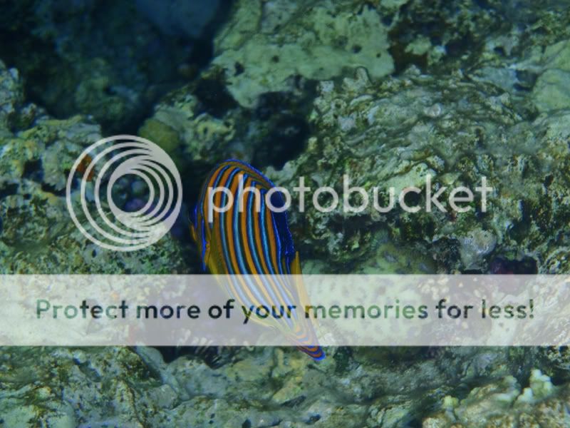 Fotografie
