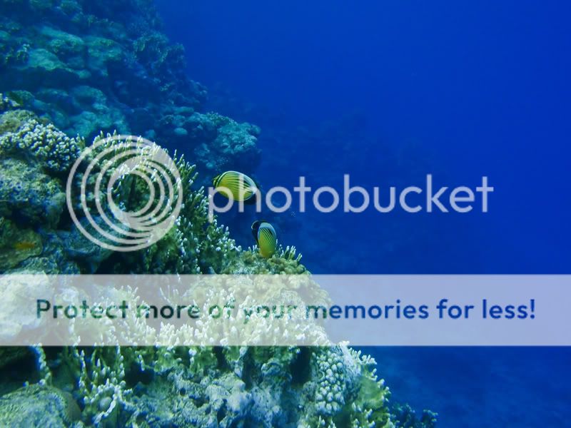 Fotografie