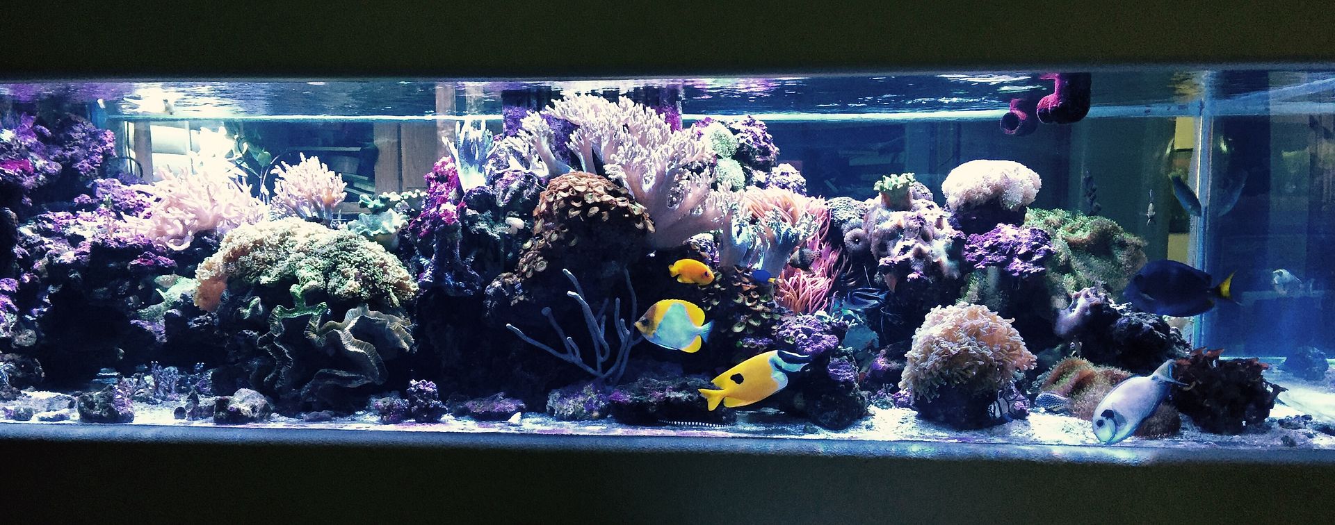 how easy does acrylic scratch??? Reef Central Online Community