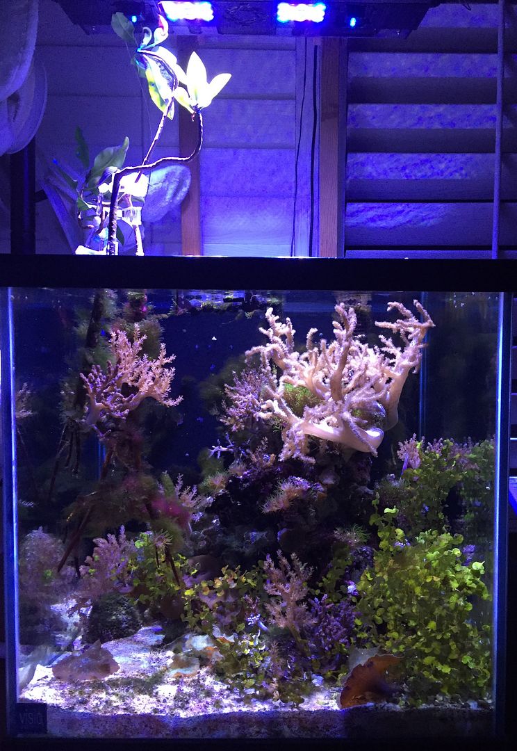 display refugium reef tank