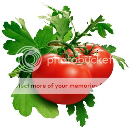Triết lí cà chua…(Tomato viết ngược lại vẫn là Tomato)