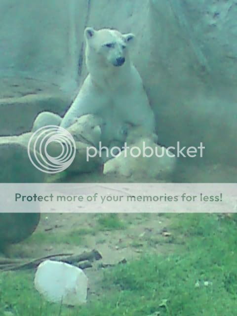 DSC01231.jpg